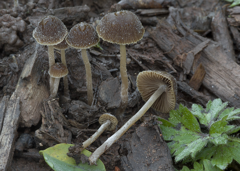 Psathyrella orbicularis